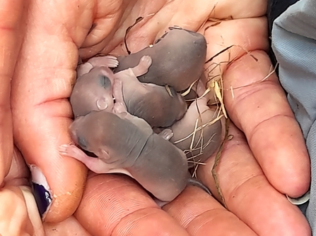 Young dormice in the hand of a licenced dormice handler