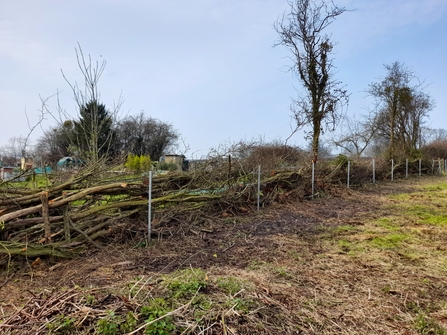 hedge-laying at Sands Meadow