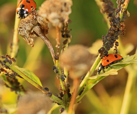 2 7-spot ladybirds amongst aphids and ants on a plant