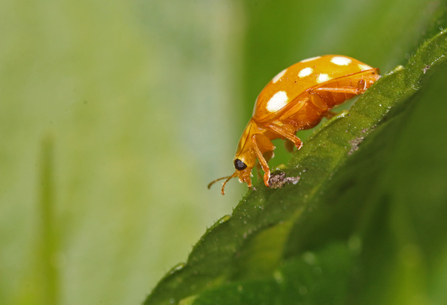 Orange ladybird (orange with creamy white spots) side-on as it walks down a green leaf