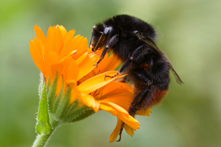 Red-tailed bumblebee (all black body with a red tail) on an orange flower