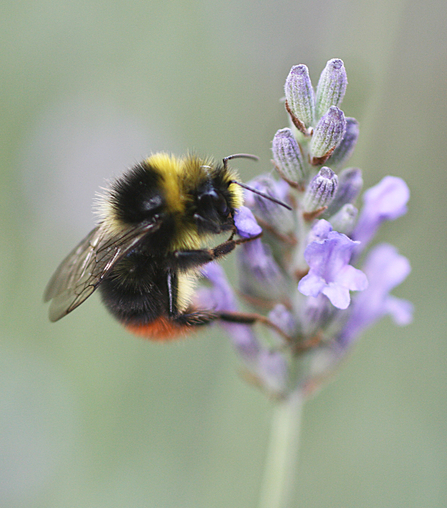 Male red-tailed bumblebee (mainly black body with yellow collar and face as well as a red tail) feeding on a lilac lavender flower