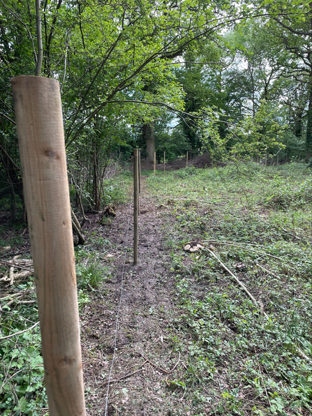 Deer/cattle fencing
