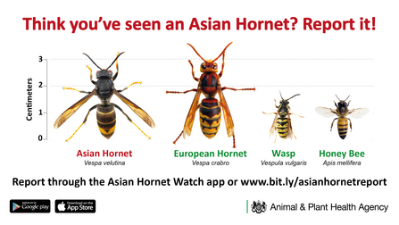 4 images of Asian hornet, European hornet, common wasp and honey bee for comparison