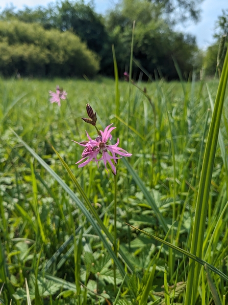 Ragged robin flower