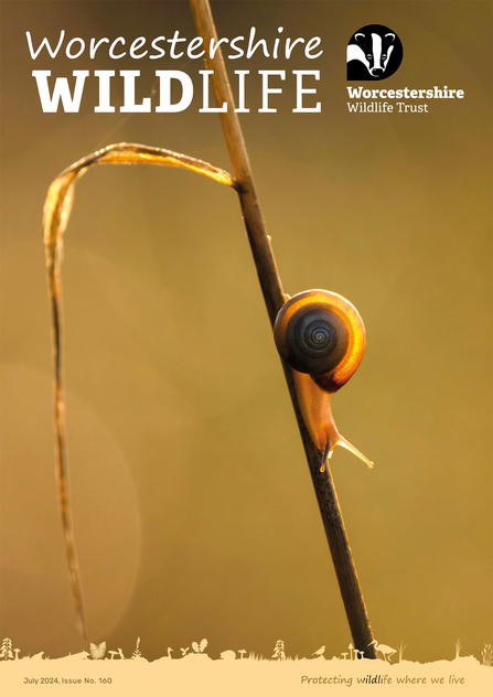 Front cover of Worcestershire Wildlife members' magazine July 2024 featuring a backlit snail on a sunny late afternoon