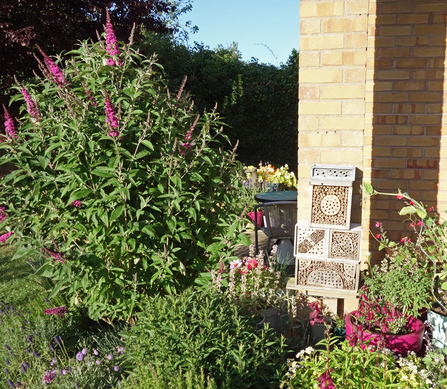 Semi-dwarf buddleia in a garden for wildlife