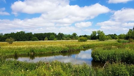 Feckenham Wylde Moor in summer