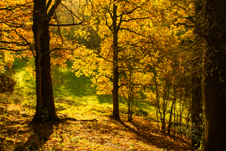 Autumn light through trees on a sunny autumn day