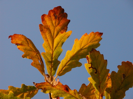 Oak leaves in autumn - lobed, yellow-burnt orange leaves - against a blue sky