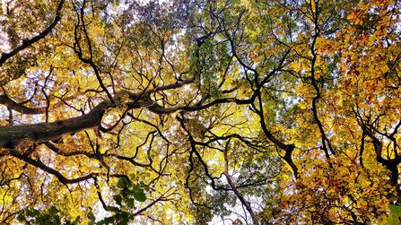 Autumn tree canopy
