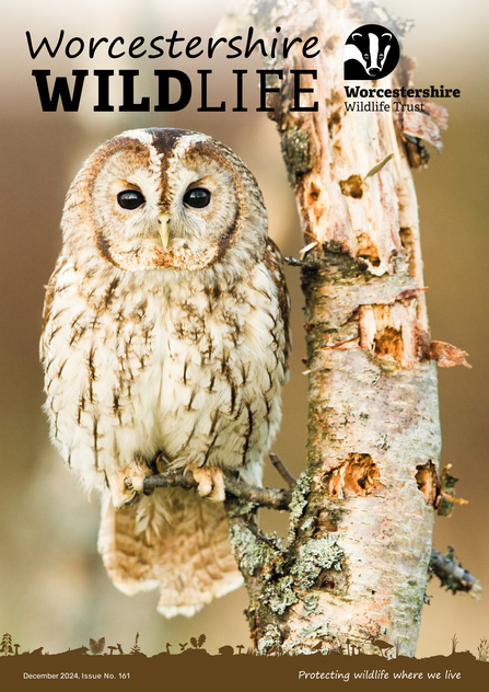 Front cover of winter 2024-5 magazine featuring an owl sitting in a tree, with beige and brown colours of owl and tree very similar