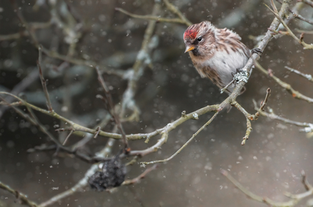 Redpoll sitting on a branch in the snow. The bird has a white breast with brown streaking on either side. Its face is brown and it has a red mark on the top of its head