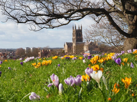 Photo of yellow, white and pink crocuses on the ground with a leafless tree framing a view of Worcester Cathedral in the distance - it's a sunny spring day