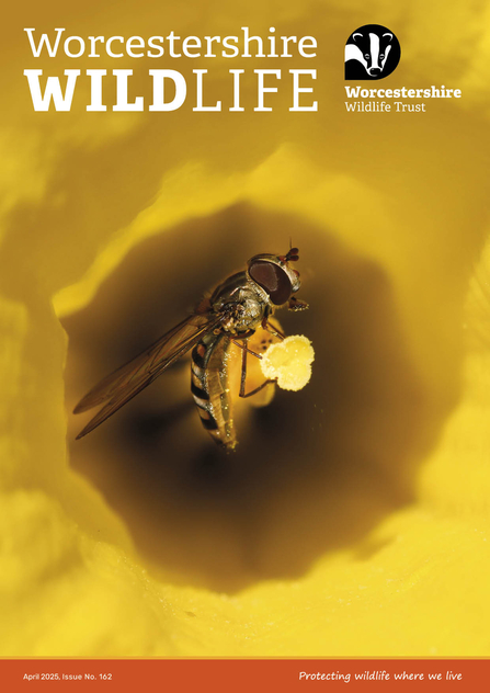 Front cover of spring members' magazine featuring a marmalade hoverfly in a dandelion - the overall colour is yellow