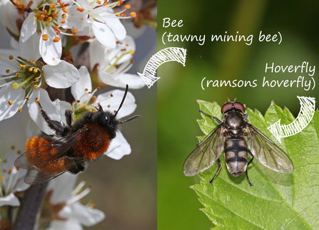 Two photos - on the left is a tawny mining bee on white flowers (bee is a fox-red with black face and legs) and on the right is a ramsons hoverfly on a green leaf (black and silver body)