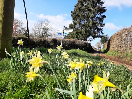 Daffodils on a roadside