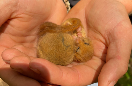 Two sleeping dormice being held in hands