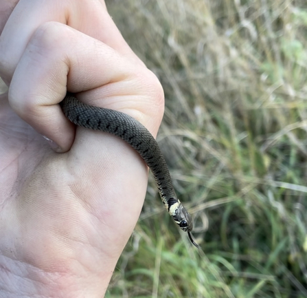 A juvenile grass snake being gently held in a hand by Jack Hobday