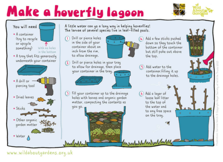 Illustration explaining how to make a hoverfly lagoon