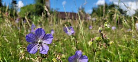 Meadow cranesbill at Martley Millennium Green
