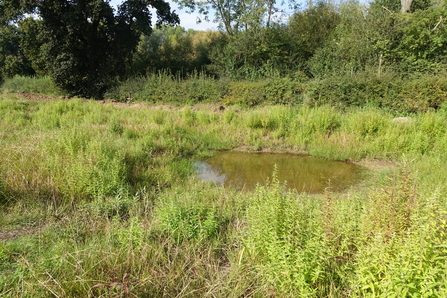 A pond surrounded by green vegetation