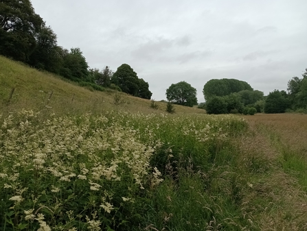 Meadowsweet at Hollow Meadow