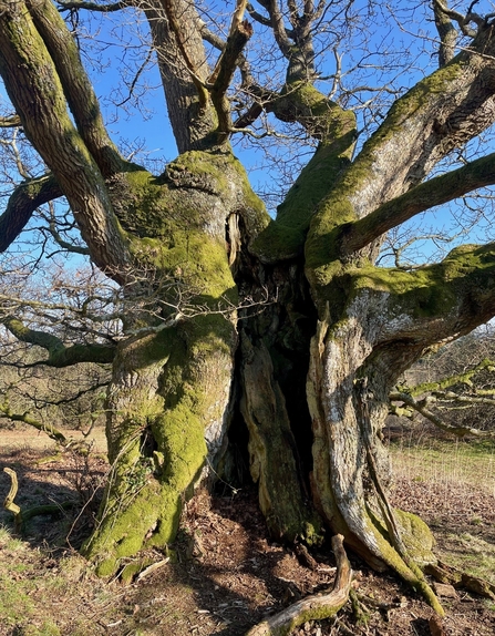 Wood pasture at Croft Castle, Herefordshire