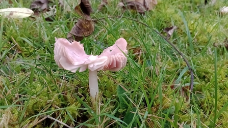 A pink waxcap fungi, with the edges now turning upwards