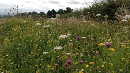 A road verge (along the A4104) full of wildflowers