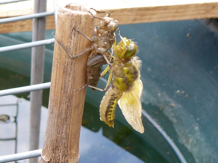 Broad-bodied chaser dragonfly recently emerged and hanging on its nymphal case