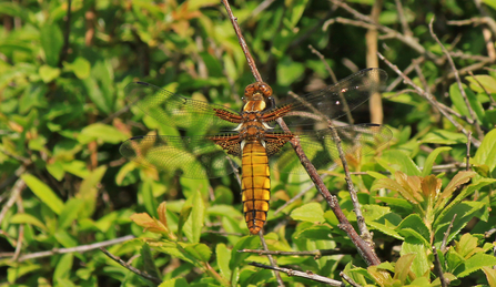 A female broad-bodied chaser perched on a twig - she's got four outstretched wings with dark marks at the bottom of them and her body is golden yellow