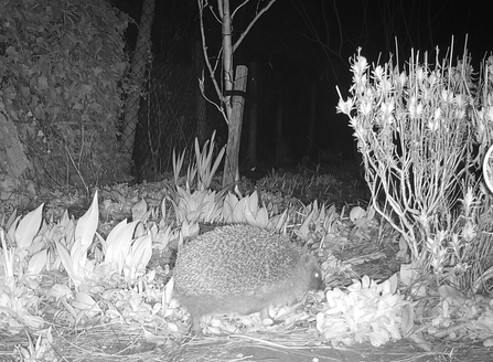 Hedgehog caught on trailcam walking through a garden - the image is black and white