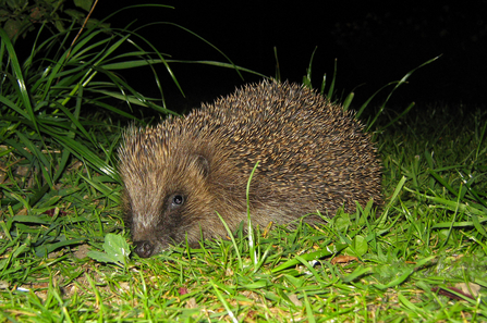 Hedgehog on a lawn