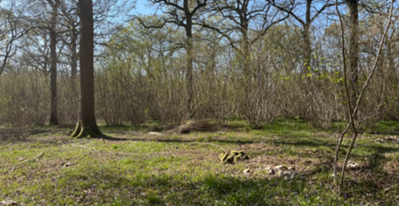 A woodland on a sunny day - the foreground has lots of sun and fewer/coppiced trees whereas the background has lots of coppice growth and less sun is reaching the floor