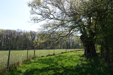 A veteran oak on the right hand side then a green area giving the oak plenty of space before a fence, behind which is a newly planted woodland
