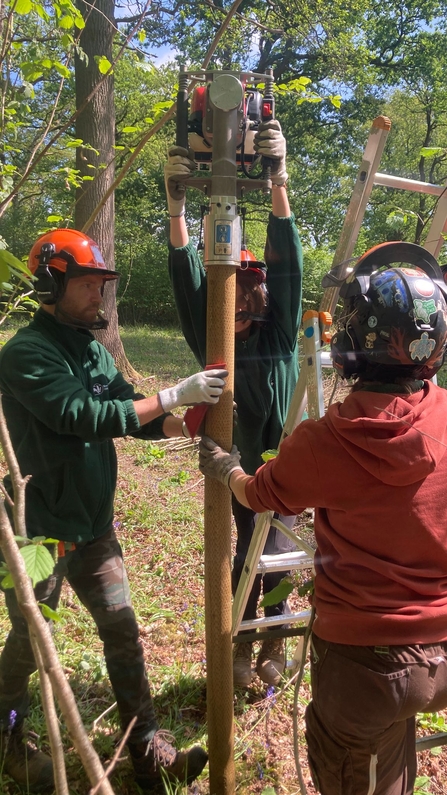Three people wearing safety helmets banging a fence post into the ground - two people are holding the post upright whilst a third is using a tool to bang it into the ground