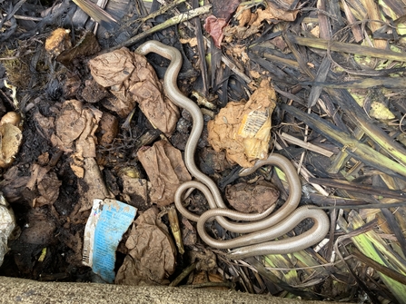 Three slow-worms in a compost heap