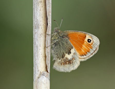 Small heath butterfly perched on a dead stem - the butterfly has its wings closed, showing an orange upper hindwing with an 'eye' spot (black circle with white dot in) and a brown and cream lower hindwing