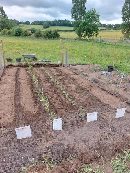 Two rows of plants in a ploughed section of field...there are green fields and hedgerows in the background