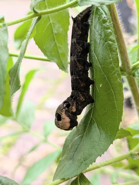 An elephant hawk-moth caterpillar (long brown body with a cream head and distinctive eye blotches) raises its head while walking on a willowherb leaf