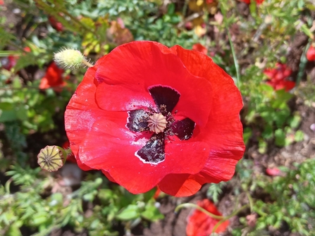 Looking into the middle of a poppy - bright red flower with dark wedge-shapes at the base of each petal