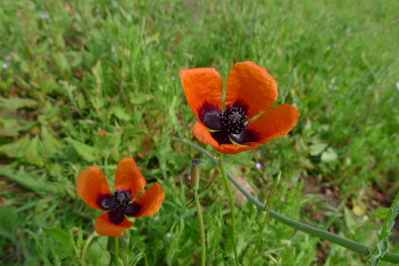 Two flowers of prickly poppy - orangey-red petals with dark wedge shapes at the bottom of each petal