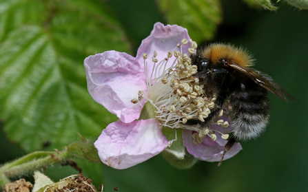 Tree bumblebee feeding on a bramble flower - the bee has a gingery thorax, mainly black body with a white tail. The flower is pale pink.