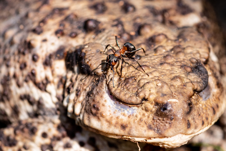 A wood ant is standing on a toad, just above the toad's closed eye. The wood ant is black and red, the toad is a mottled brown