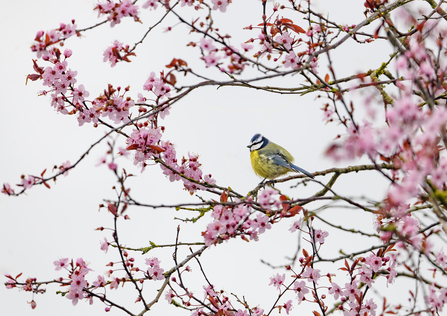 A blue tit sitting amongst blossom - the pink flowers almost making a frame around the green/blue and yellow bird