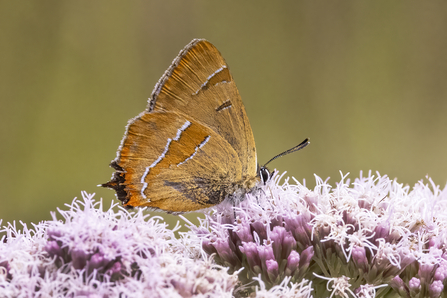 Brown hairstreak butterfly sitting on top of pink flowers of hemp agrimony on a sunny day