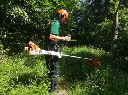A person wearing a safety helmet and harness is using a piece of machinery called a brushcutter to remove vegetation at the side of a path in a woodland