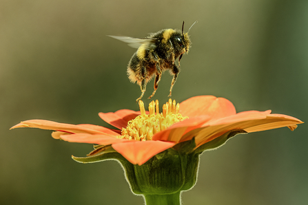 A black and yellow striped bumblebee taking off from an orange flower - the bee has pollen stuck to it and all legs have just lifted from the surface of the flower