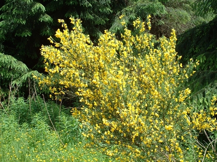 Yellow flowers of broom covering a large shrub